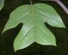image of Liriodendron chinese