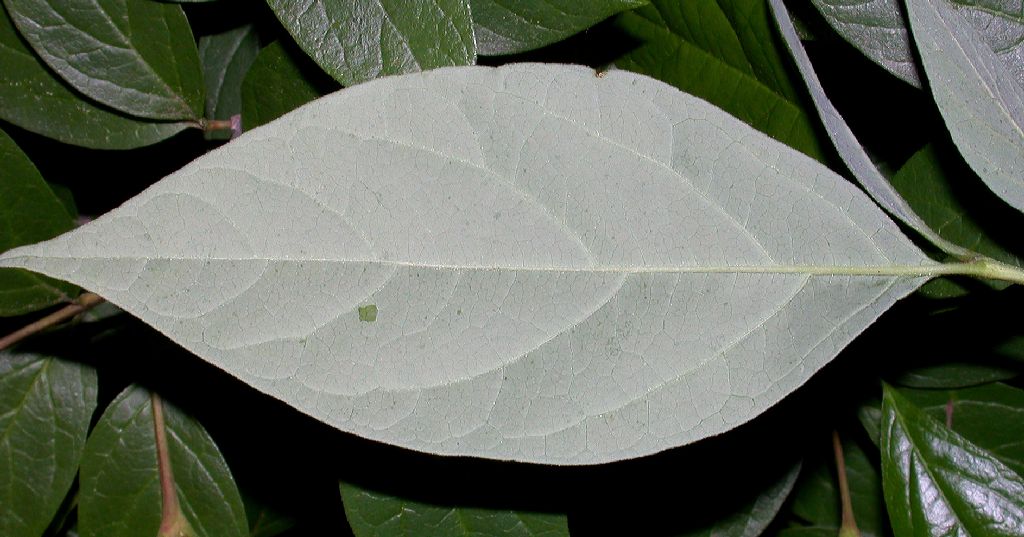Calycanthaceae Calycanthus floridus
