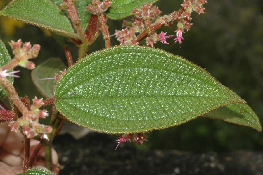 Melastomataceae Leandra lacunosa