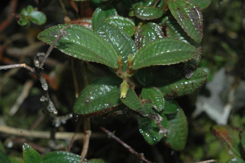 Melastomataceae Leandra dusenii