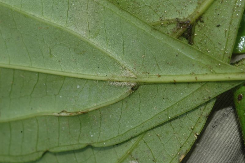 Melastomataceae Leandra acutiflora