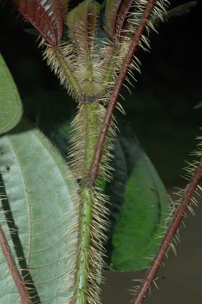 Melastomataceae Leandra echinata