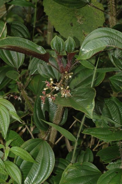 Melastomataceae Leandra echinata