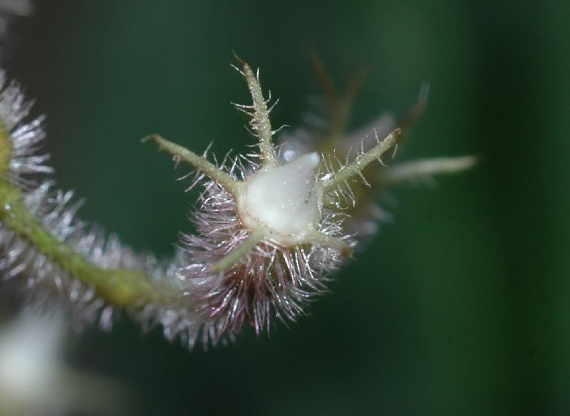 Melastomataceae Leandra refracta