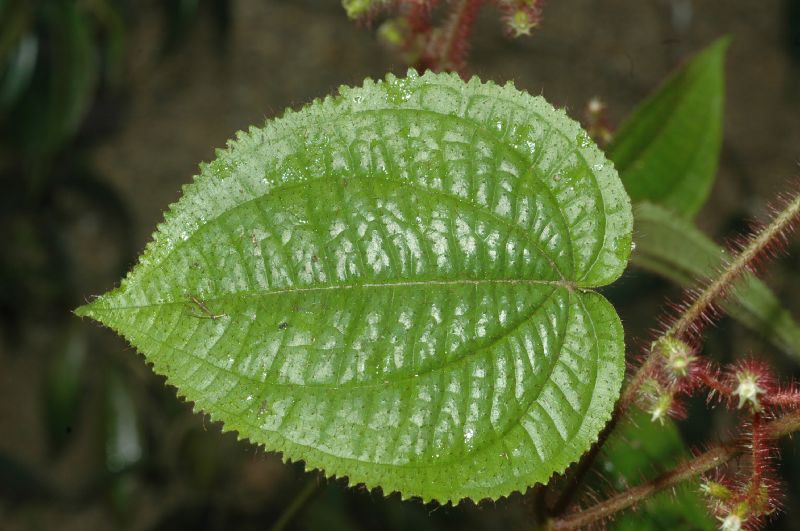 Melastomataceae Leandra cordifolia