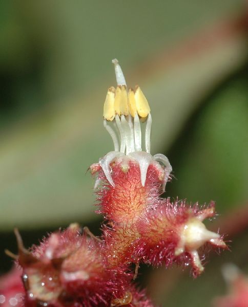 Melastomataceae Leandra regnellii