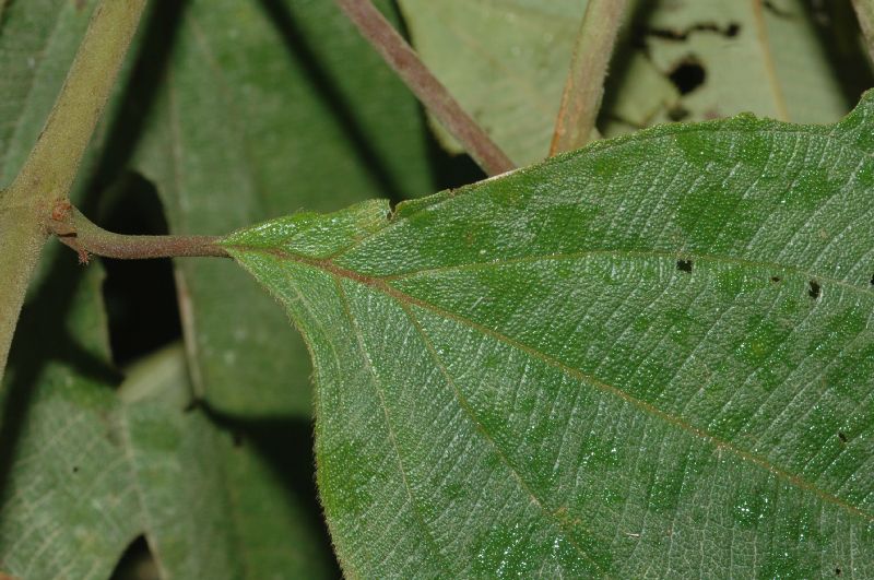 Melastomataceae Leandra regnellii
