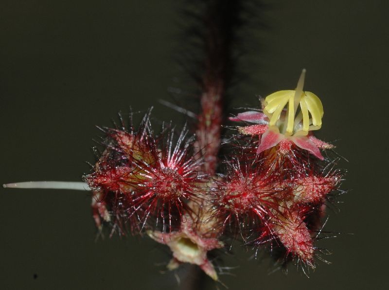 Melastomataceae Leandra australis