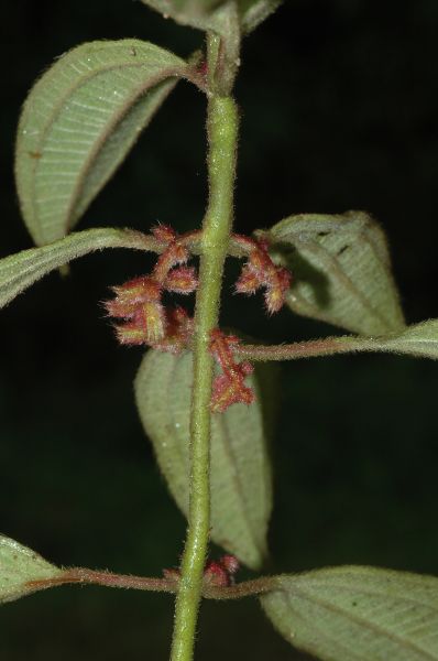 Melastomataceae Ossaea amygdaloides