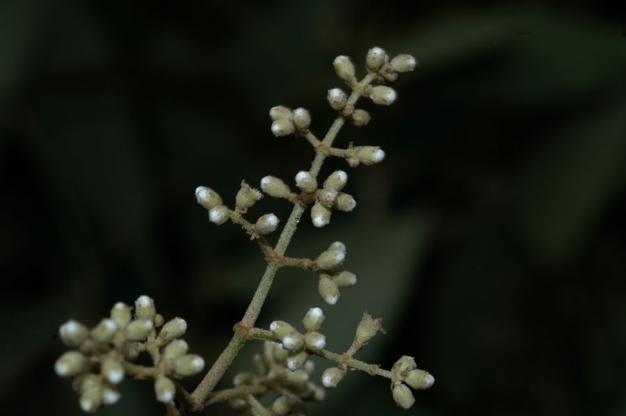 Melastomataceae Miconia insconspicua