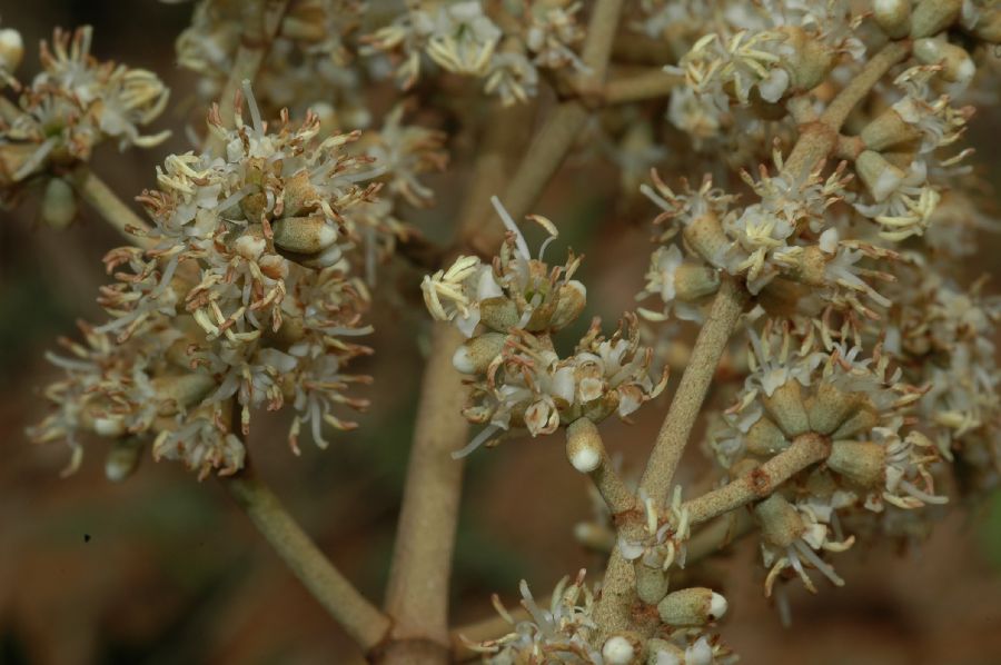 Melastomataceae Miconia cabucu