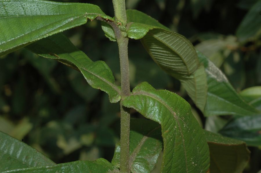 Melastomataceae Leandra amplexicaulis