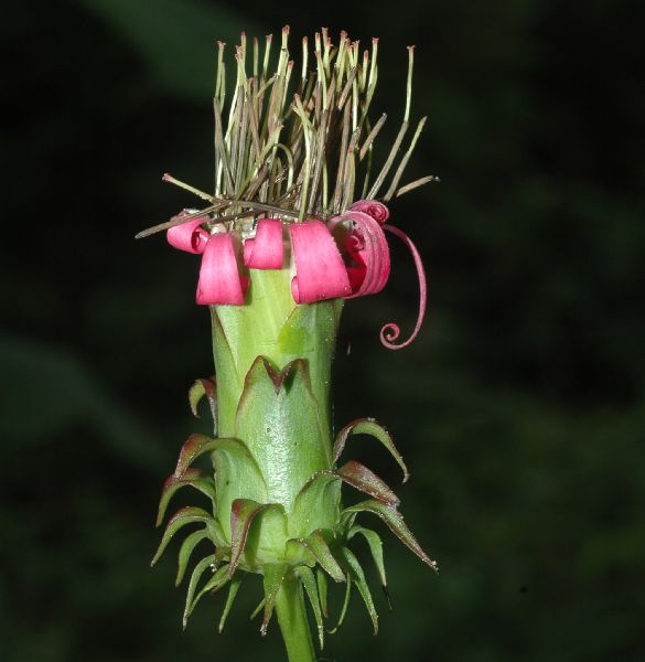 Asteraceae Mutisia speciosa