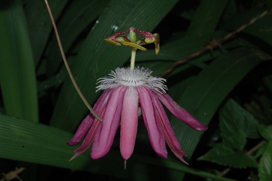 Passifloraceae Passiflora 