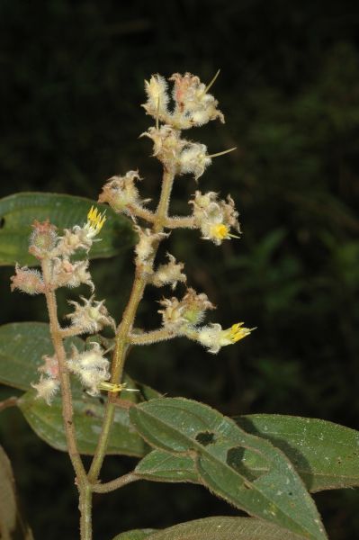 Melastomataceae Leandra purpurascens