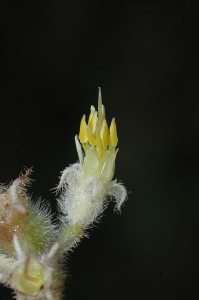 Melastomataceae Leandra purpurascens