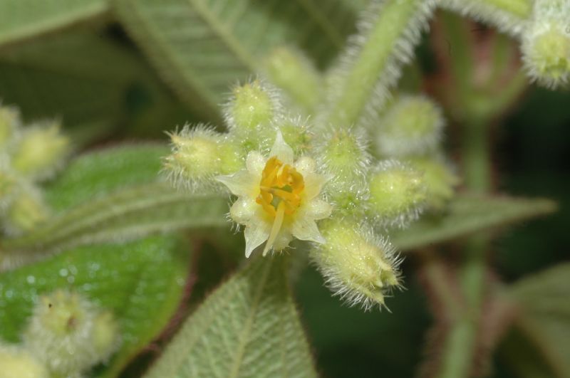 Melastomataceae Leandra xanthocoma