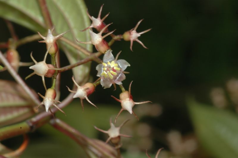 Melastomataceae Leandra laevigata
