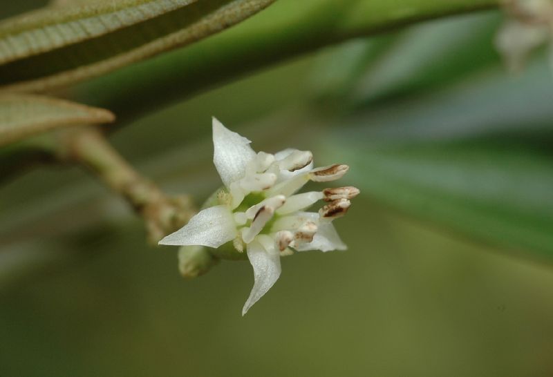 Melastomataceae Leandra barbinervis