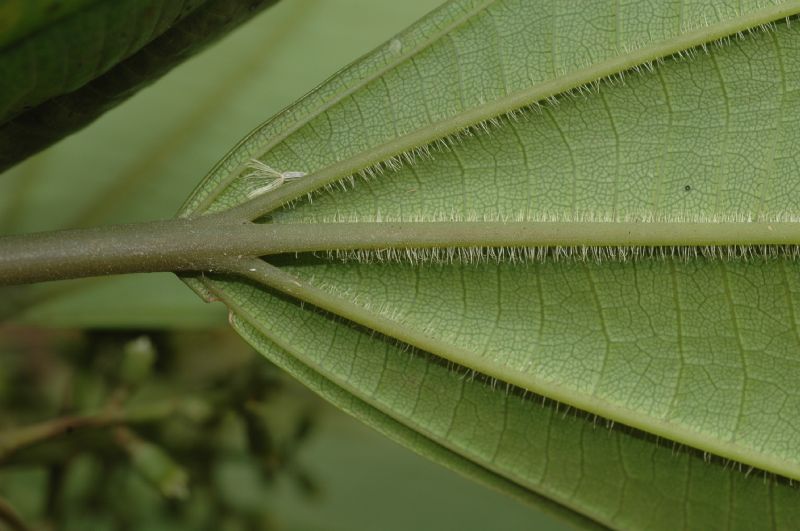 Melastomataceae Leandra barbinervis