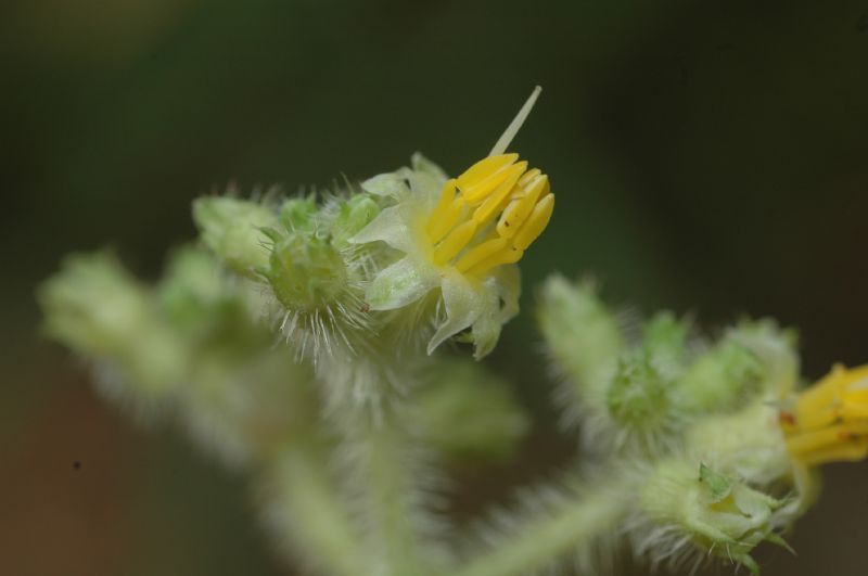 Melastomataceae Leandra foveolata