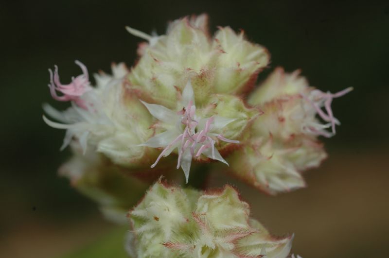 Melastomataceae Leandra pubistyla