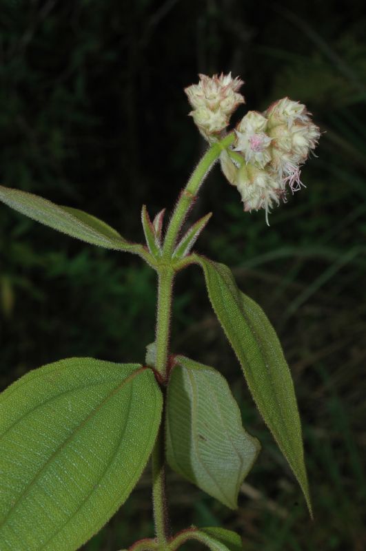 Melastomataceae Leandra pubistyla
