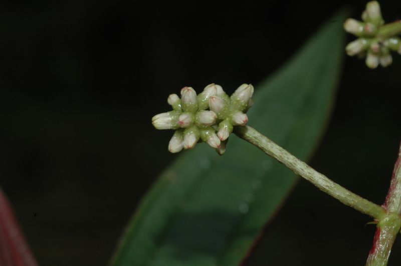 Melastomataceae Leandra glabrata