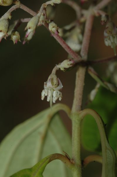Melastomataceae Leandra sabiensis