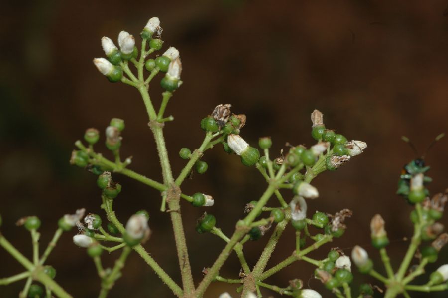 Melastomataceae Miconia collatata