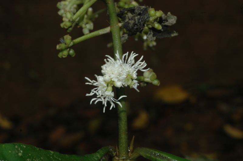 Melastomataceae Miconia discolor