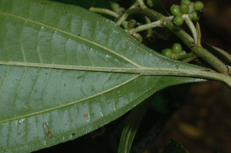 Melastomataceae Miconia discolor