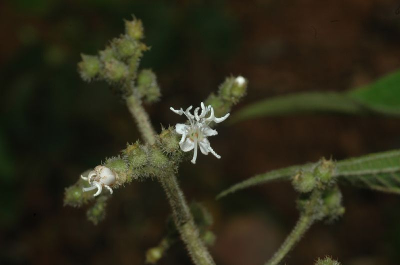 Melastomataceae Miconia ibaguensis