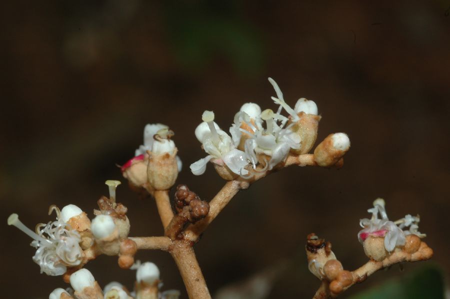 Melastomataceae Miconia albicans