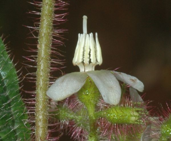 Melastomataceae Clidemia hirta