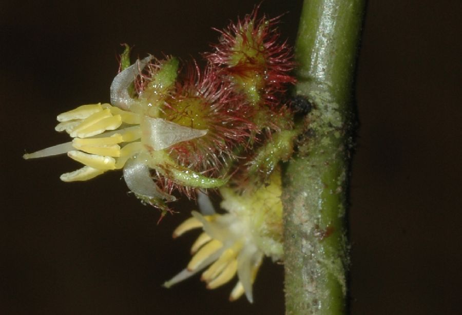 Melastomataceae Ossaea marginata