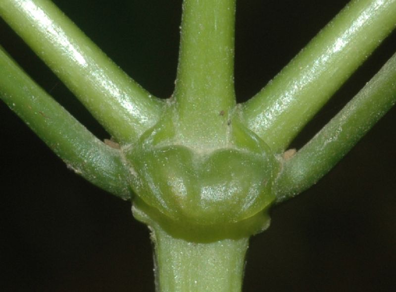 Melastomataceae Miconia cinnamomifolia
