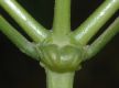 image of Miconia cinnamomifolia
