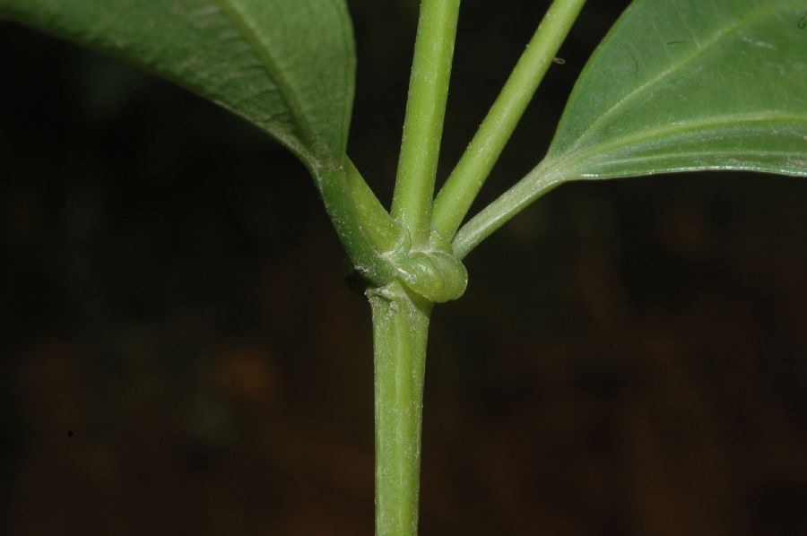 Melastomataceae Miconia cinnamomifolia