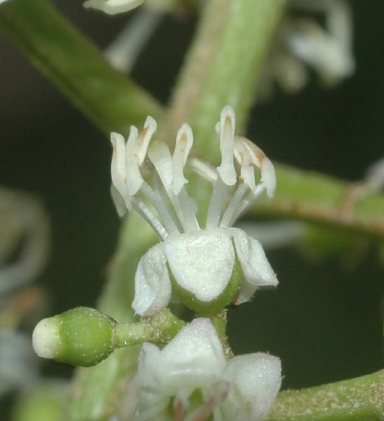 Melastomataceae Miconia minutiflora