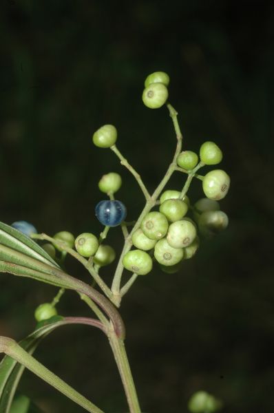Melastomataceae Miconia pusilliflora