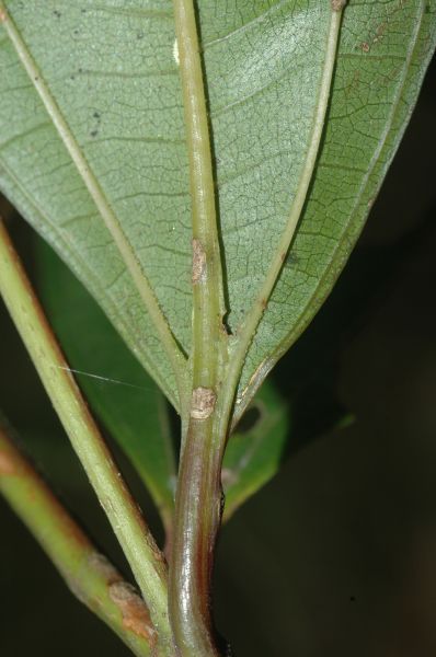 Melastomataceae Miconia pusilliflora