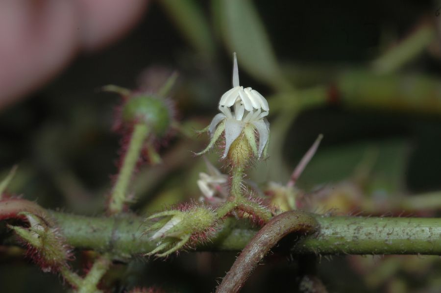 Melastomataceae Ossaea confertiflora