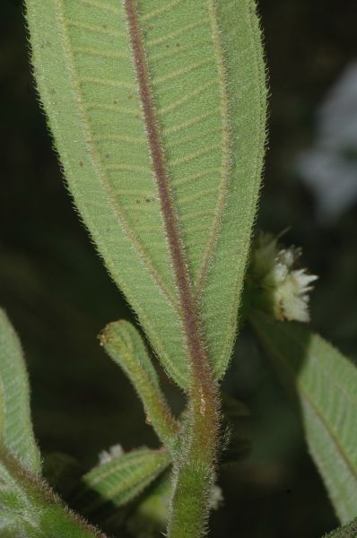 Melastomataceae Leandra fragilis
