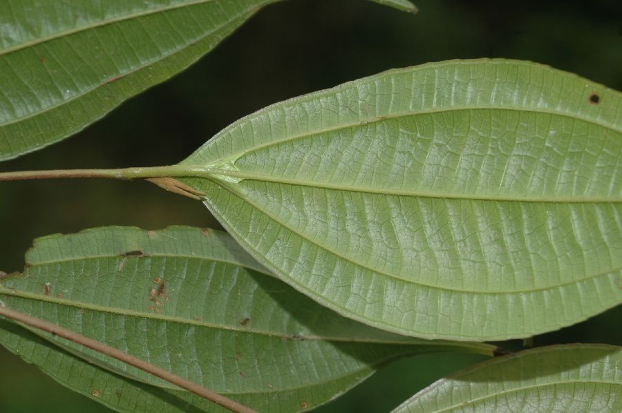Melastomataceae Miconia doriana