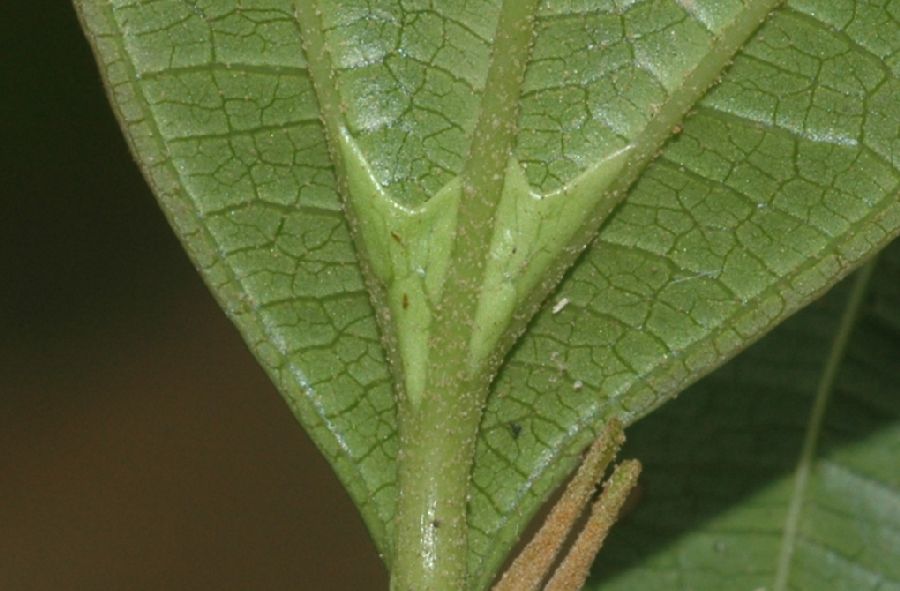 Melastomataceae Miconia doriana