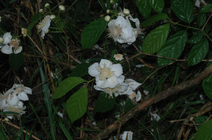 Myrtaceae Campomanesia 