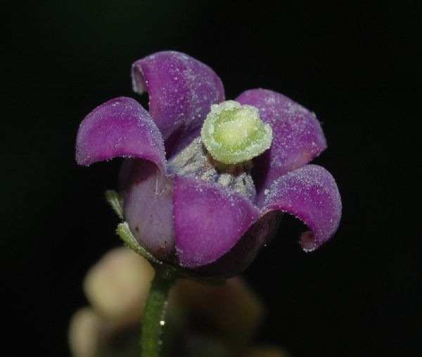 Solanaceae Cyphomandra 