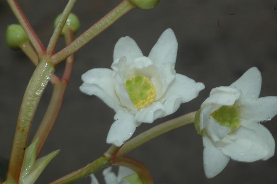Winteraceae Drimys aff. brasiliensis