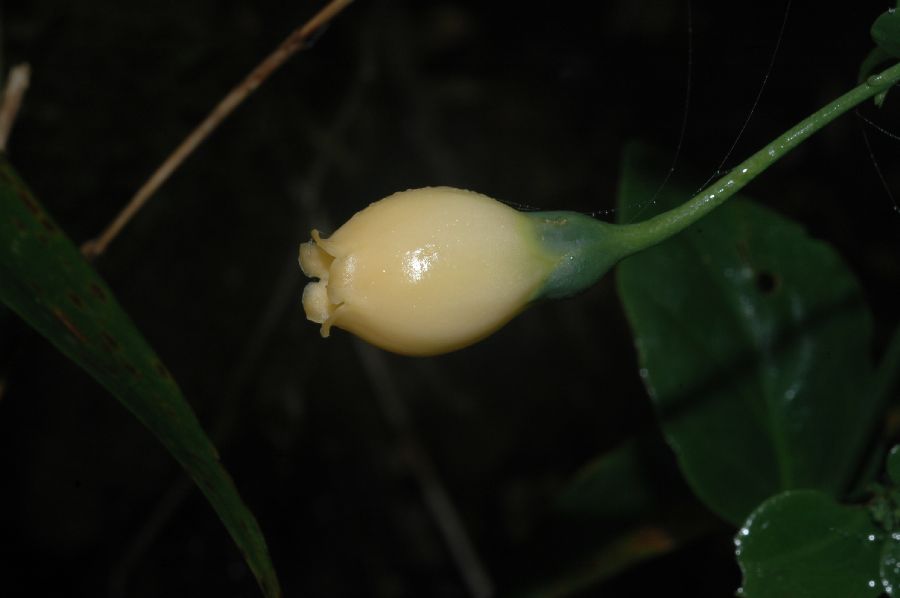 Gentianaceae Macrocarpaea rubra